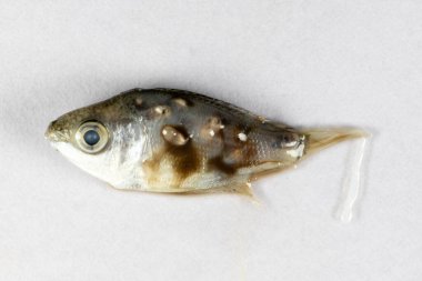 Parazit (Clinostomum sp. ), Clinostomum sp. mikroskop altında .