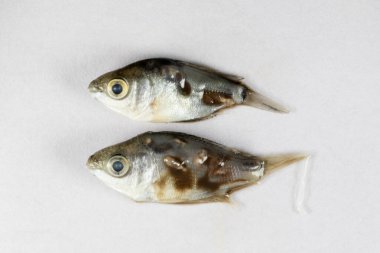 Parazit (Clinostomum sp. ), Clinostomum sp. mikroskop altında .