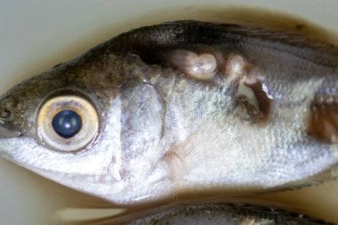 Parazit (Clinostomum sp. ), Clinostomum sp. mikroskop altında .