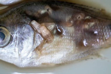 Parazit (Clinostomum sp. ), Clinostomum sp. mikroskop altında .