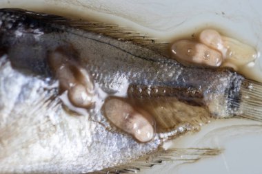 Parazit (Clinostomum sp. ), Clinostomum sp. mikroskop altında .