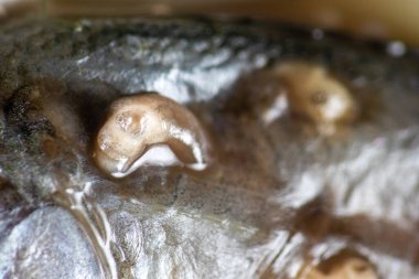 Parazit (Clinostomum sp. ), Clinostomum sp. mikroskop altında .