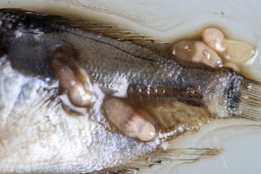 Parazit (Clinostomum sp. ), Clinostomum sp. mikroskop altında .