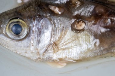 Parazit (Clinostomum sp. ), Clinostomum sp. mikroskop altında .