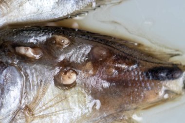 Parazit (Clinostomum sp. ), Clinostomum sp. mikroskop altında .