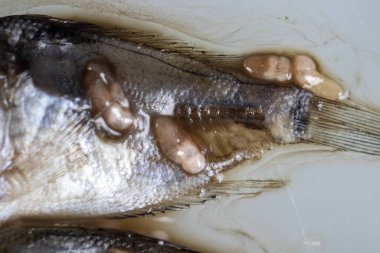 Parazit (Clinostomum sp. ), Clinostomum sp. mikroskop altında .