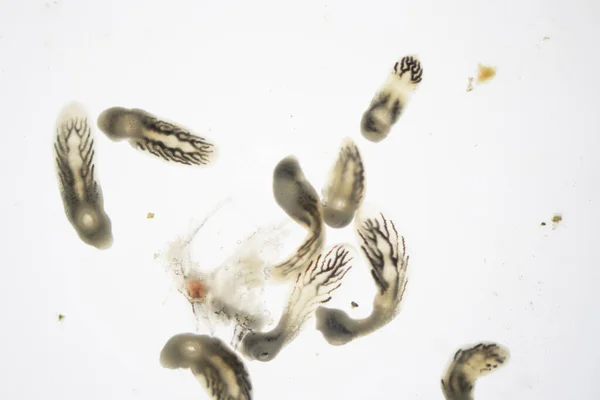 Parasita Clinostomum Estudo Clinostomum Sob Visão Microscópio — Fotografia de Stock