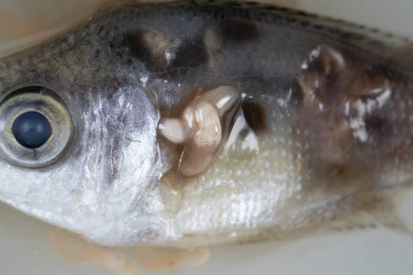 Parazit (Clinostomum sp. ), Clinostomum sp. mikroskop altında .