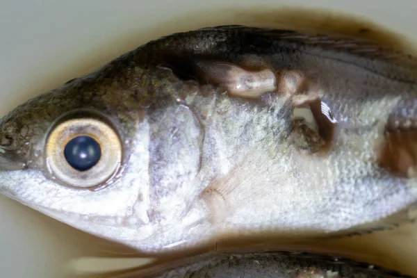 Parazit (Clinostomum sp. ), Clinostomum sp. mikroskop altında .