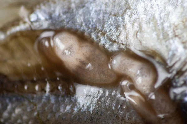 Parazit (Clinostomum sp. ), Clinostomum sp. mikroskop altında .