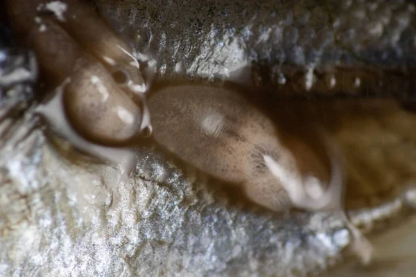 Parazit (Clinostomum sp. ), Clinostomum sp. mikroskop altında .