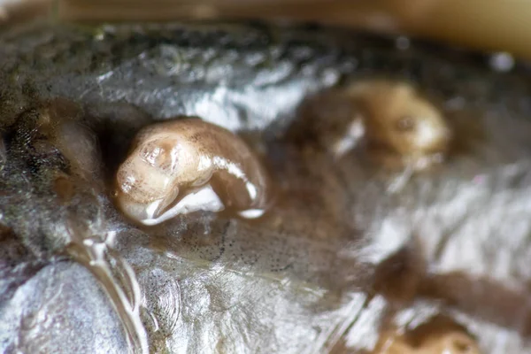 Parazit (Clinostomum sp. ), Clinostomum sp. mikroskop altında .