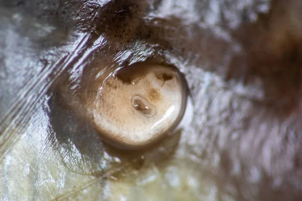 Parazit (Clinostomum sp. ), Clinostomum sp. mikroskop altında .