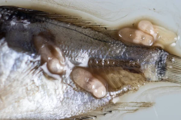 Parazit (Clinostomum sp. ), Clinostomum sp. mikroskop altında .