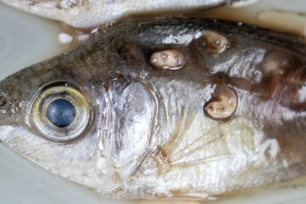 Parazit (Clinostomum sp. ), Clinostomum sp. mikroskop altında .