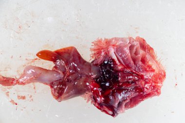 Clarias Gariepinus 'un laboratuardaki yapısı.