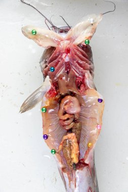 Clarias Gariepinus 'un laboratuardaki yapısı.