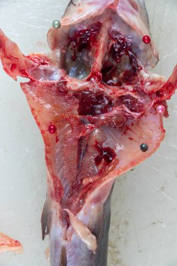 Clarias Gariepinus 'un laboratuardaki yapısı.