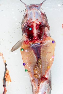 Clarias Gariepinus 'un laboratuardaki yapısı.