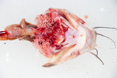 Clarias Gariepinus 'un laboratuardaki yapısı.