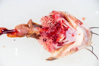 Clarias Gariepinus 'un laboratuardaki yapısı.