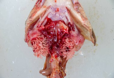 Clarias Gariepinus 'un laboratuardaki yapısı.