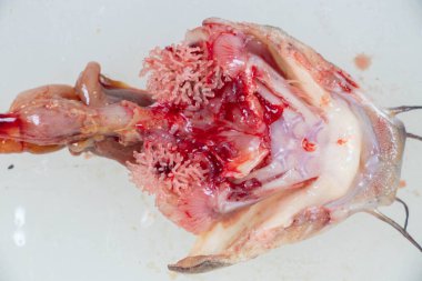 Clarias Gariepinus 'un laboratuardaki yapısı.