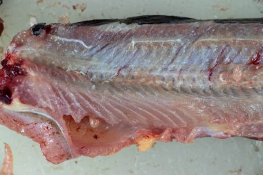 Clarias Gariepinus 'un laboratuardaki yapısı.