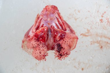 Clarias Gariepinus 'un laboratuardaki yapısı.