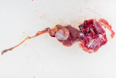 Clarias Gariepinus 'un laboratuardaki yapısı.