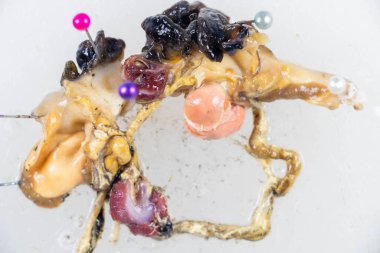 Laboratuvardaki Dev Afrika Salyangozu 'nun yapısı.