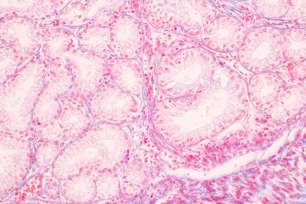 Tkanka Żołądka Człowieka Pod Mikroskopem Laboratorium — Zdjęcie stockowe