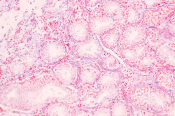 实验室显微镜下胃人的组织结构 — 图库照片