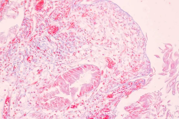 Gyomor Emberi Szövete Mikroszkóp Alatt Laborban — Stock Fotó