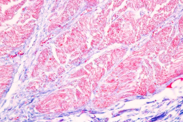 Magengewebe Labor Unter Die Lupe Genommen — Stockfoto