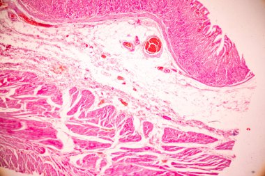 Laboratuvarda mikroskop altında Mide İnsanı dokusu.
