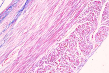 Laboratuvarda mikroskop altında İnce bağırsak (Duodenum) ve Vermiform Apandisit İnsanı dokusu.