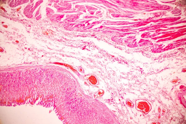 Tkáň Žaludku Člověka Pod Mikroskopem Laboratoři — Stock fotografie