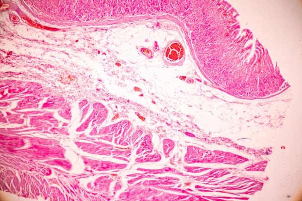 Tissue Stomach Human Microscope Lab — стокове фото