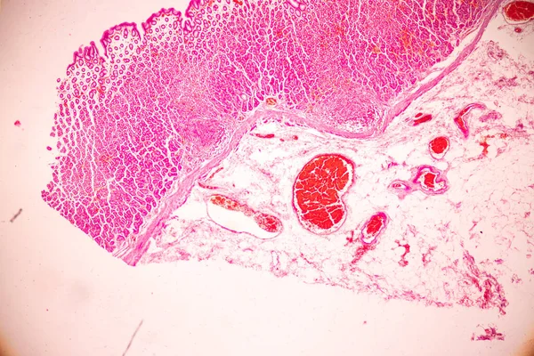 Tecido Estômago Humano Microscópio Laboratório — Fotografia de Stock