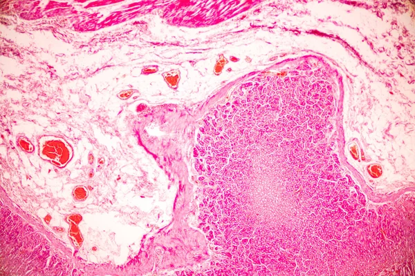 Tkanka Żołądka Człowieka Pod Mikroskopem Laboratorium — Zdjęcie stockowe