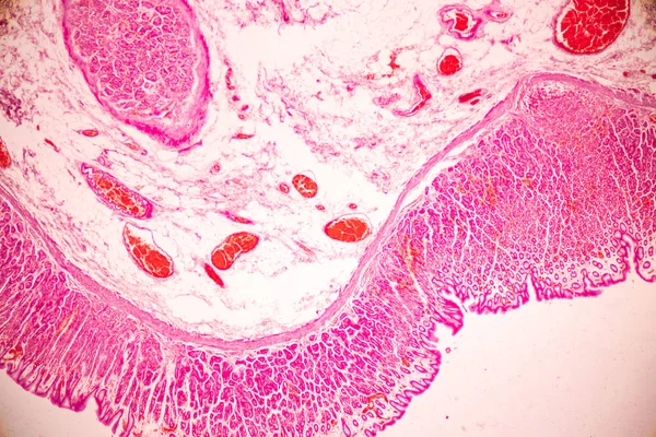 Tejido Estómago Humano Bajo Microscopio Laboratorio — Foto de Stock