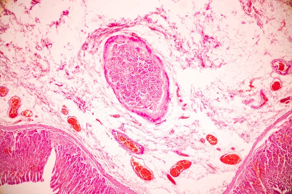 Tessuto Dello Stomaco Umano Microscopio Laboratorio — Foto Stock