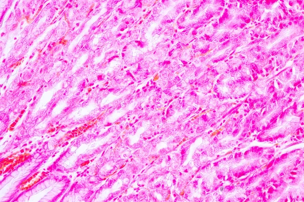 Țesutul Stomacului Uman Sub Microscop Laborator — Fotografie, imagine de stoc