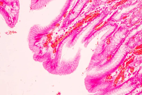 Tissue Stomach Human Microscope Lab — Stock Photo, Image