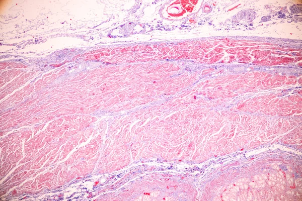 Tecido Estômago Humano Microscópio Laboratório — Fotografia de Stock