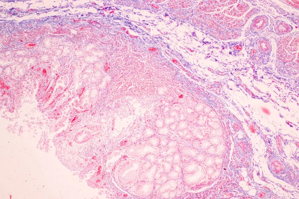 实验室显微镜下胃人的组织结构 — 图库照片