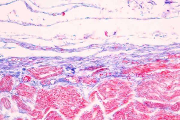 Laboratuvarda mikroskop altında Mide İnsanı dokusu.