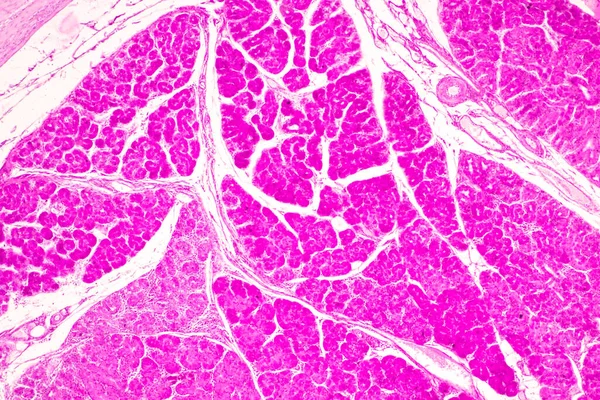 Tkáň Tenkého Střeva Duodenum Vermiform Appendix Human Pod Mikroskopem Laboratoři — Stock fotografie