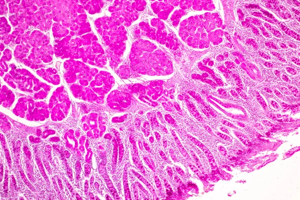 Laboratuvarda mikroskop altında İnce bağırsak (Duodenum) ve Vermiform Apandisit İnsanı dokusu.